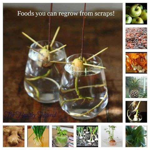 16 Foods you can Regrow from Scraps