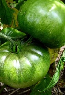 The Surprising Health Benefits of Green Tomatoes!