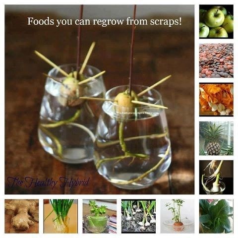 Regrow Food from Scraps